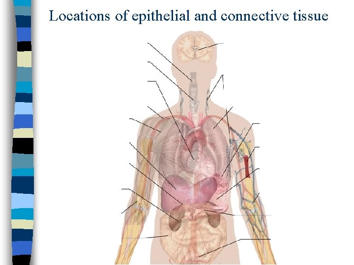 Locations of epithelial and connective tissue 