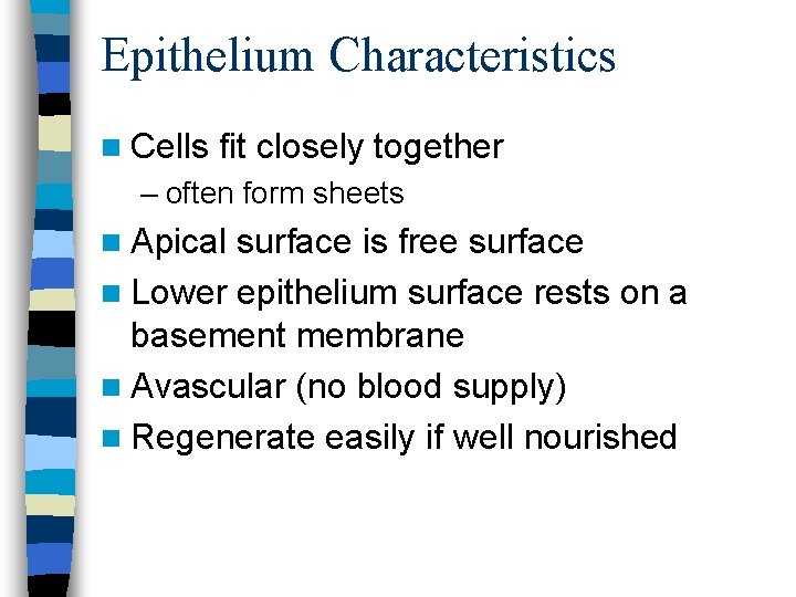 Epithelium Characteristics n Cells fit closely together – often form sheets n Apical surface