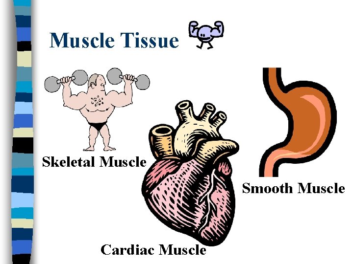 Muscle Tissue Skeletal Muscle Smooth Muscle Cardiac Muscle 