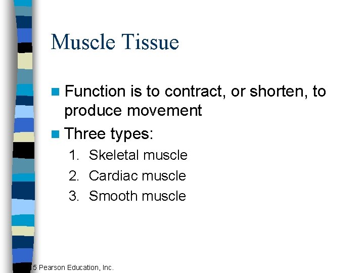 Muscle Tissue n Function is to contract, or shorten, to produce movement n Three