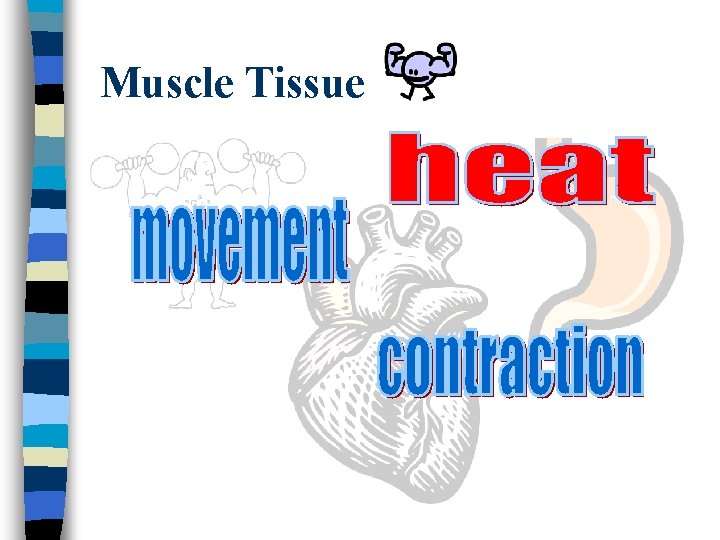 Muscle Tissue 