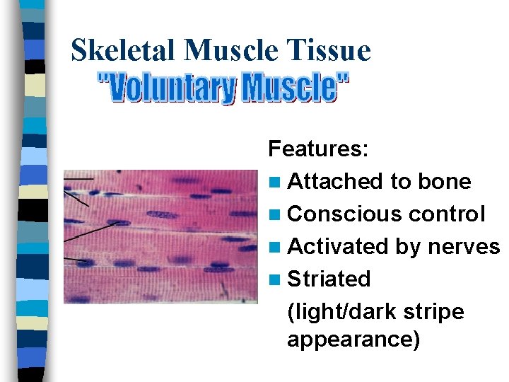 Skeletal Muscle Tissue Features: n Attached to bone n Conscious control n Activated by
