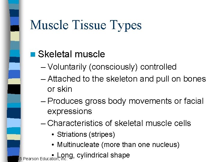 Muscle Tissue Types n Skeletal muscle – Voluntarily (consciously) controlled – Attached to the