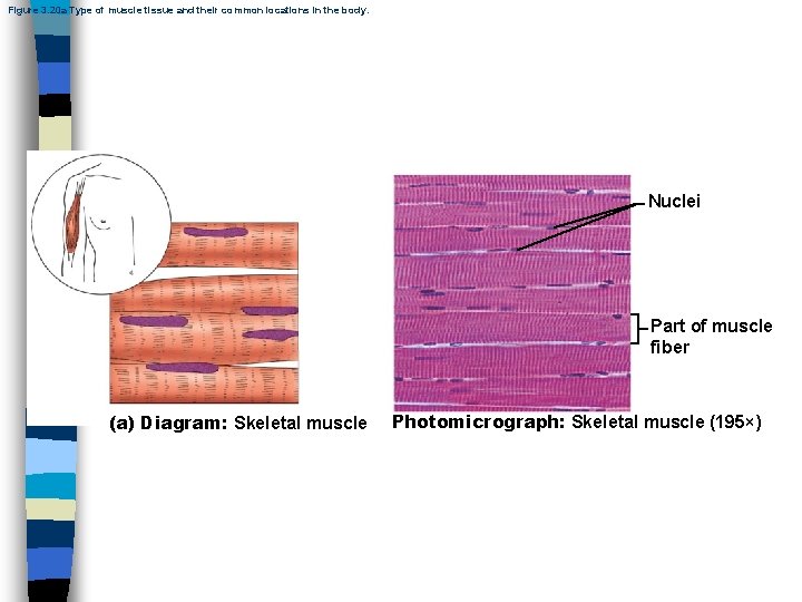 Figure 3. 20 a Type of muscle tissue and their common locations in the