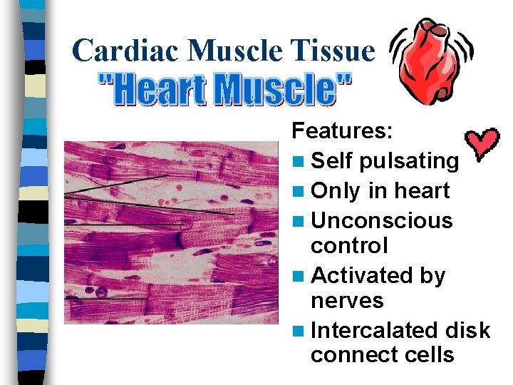 Cardiac Muscle Tissue Features: n Self pulsating n Only in heart n Unconscious control