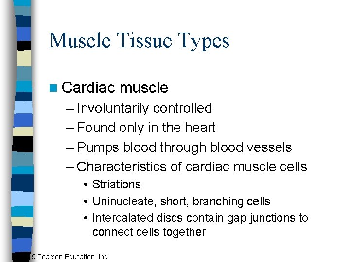 Muscle Tissue Types n Cardiac muscle – Involuntarily controlled – Found only in the