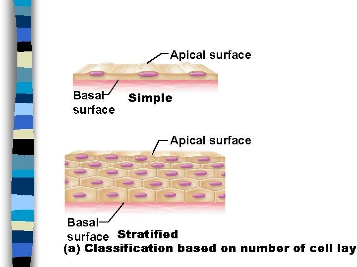 Apical surface Basal surface Simple Apical surface Basal surface Stratified (a) Classification based on