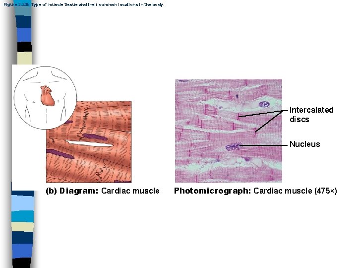 Figure 3. 20 b Type of muscle tissue and their common locations in the