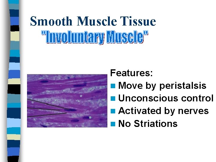 Smooth Muscle Tissue Features: n Move by peristalsis n Unconscious control n Activated by