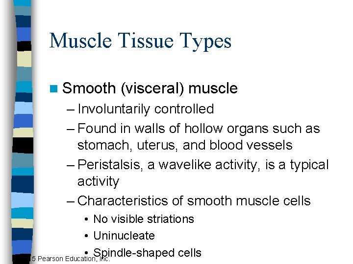 Muscle Tissue Types n Smooth (visceral) muscle – Involuntarily controlled – Found in walls