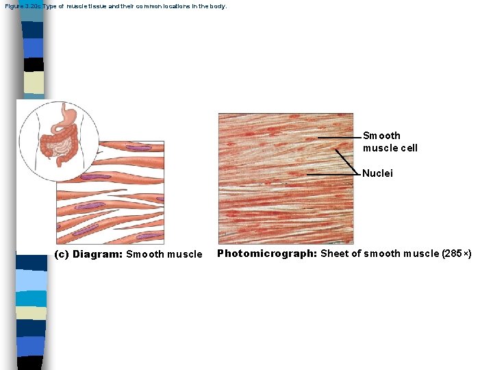 Figure 3. 20 c Type of muscle tissue and their common locations in the