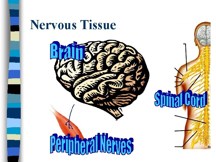 Nervous Tissue 