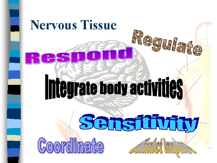 Nervous Tissue 