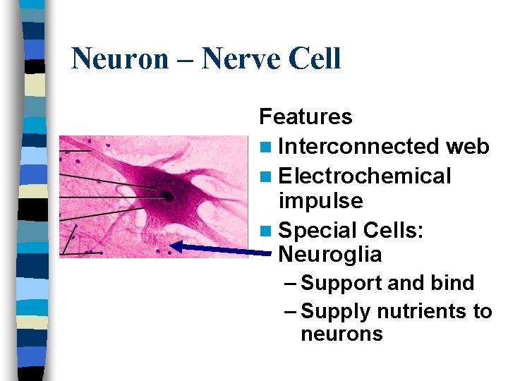 Neuron – Nerve Cell Features n Interconnected web n Electrochemical impulse n Special Cells: