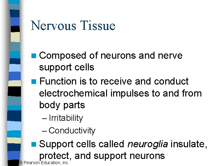 Nervous Tissue n Composed of neurons and nerve support cells n Function is to