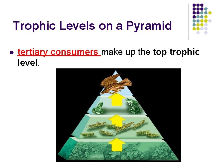 Ecology Pyramids and Energy Transfer Objectives The student