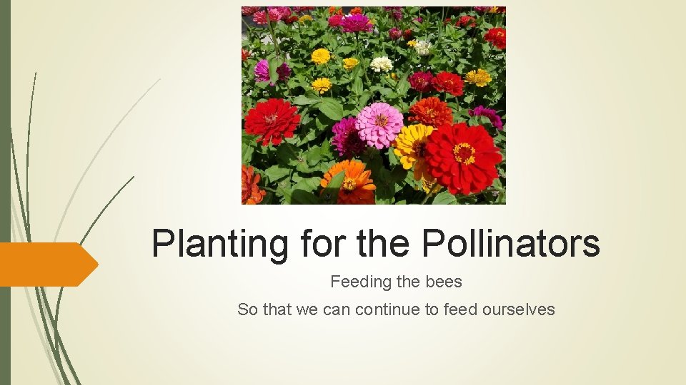 Planting for the Pollinators Feeding the bees So that we can continue to feed