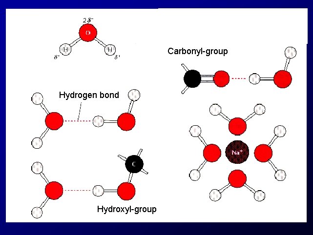 Carbonyl-group Hydrogen bond Hydroxyl-group 