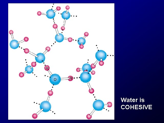 Water is COHESIVE 