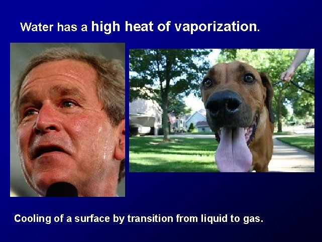 Water has a high heat of vaporization. Cooling of a surface by transition from