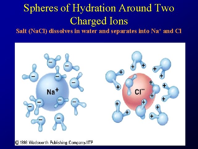 Spheres of Hydration Around Two Charged Ions Salt (Na. Cl) dissolves in water and