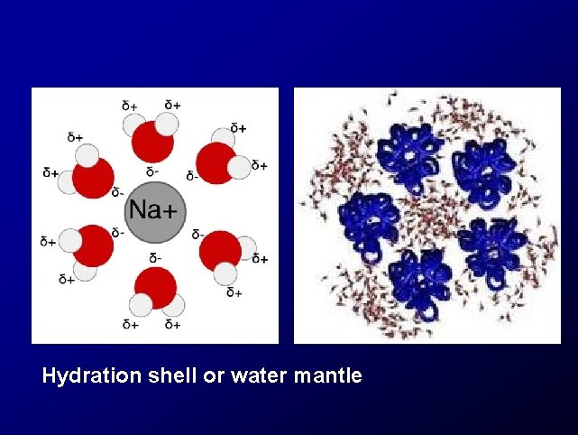 Hydration shell or water mantle 