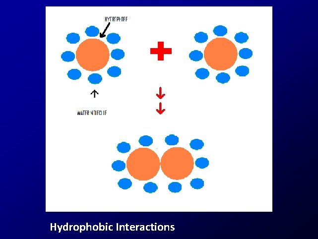 Hydrophobic Interactions 