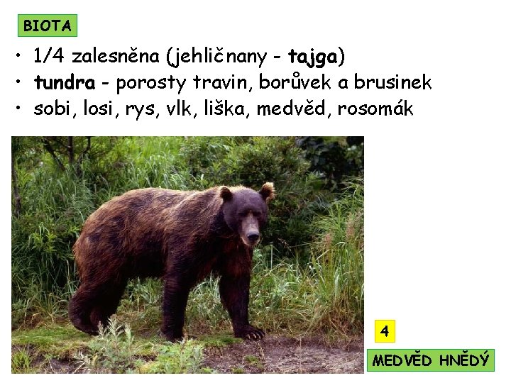 BIOTA • 1/4 zalesněna (jehličnany - tajga) • tundra - porosty travin, borůvek a