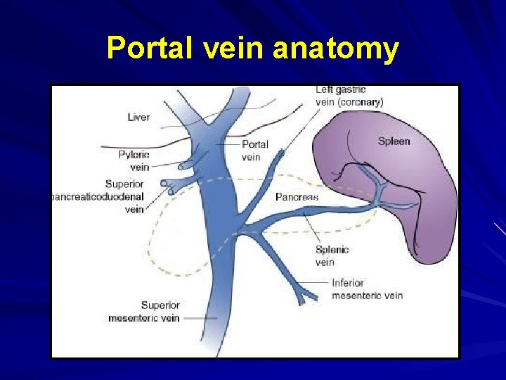 Portal vein anatomy 