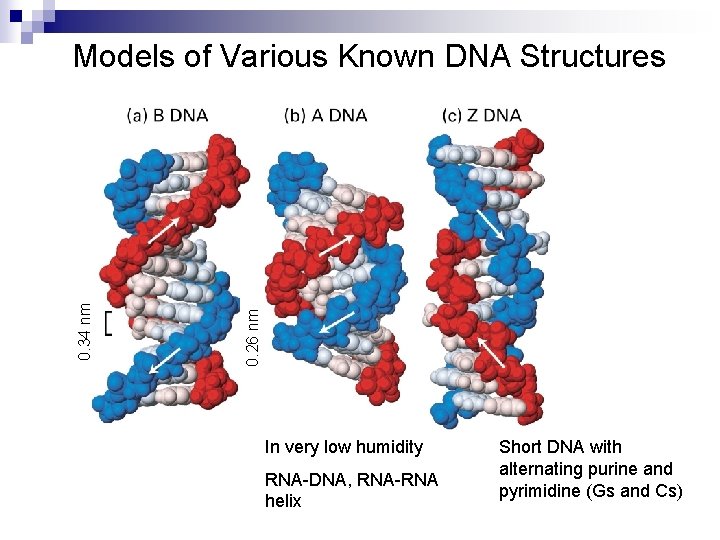 0. 26 nm 0. 34 nm Models of Various Known DNA Structures In very