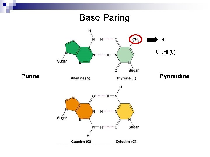 Base Paring H Uracil (U) Purine Pyrimidine 