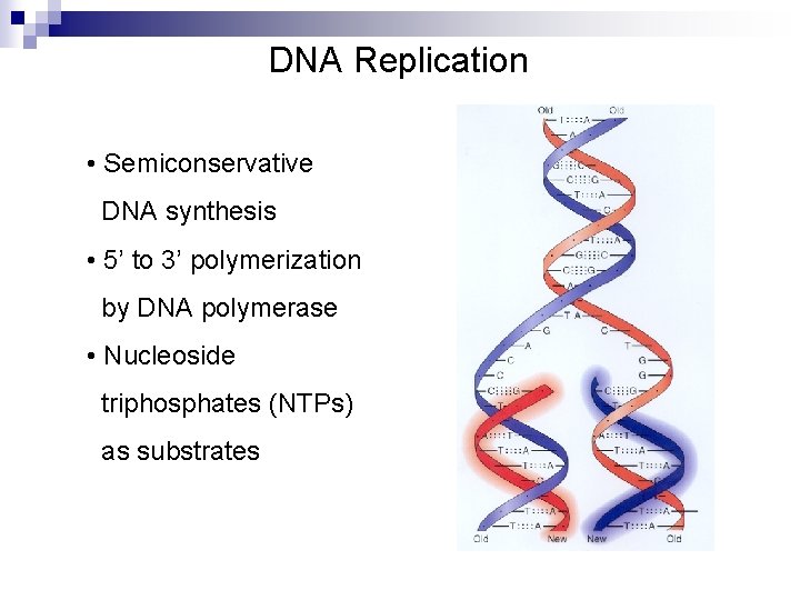 DNA Replication • Semiconservative DNA synthesis • 5’ to 3’ polymerization by DNA polymerase