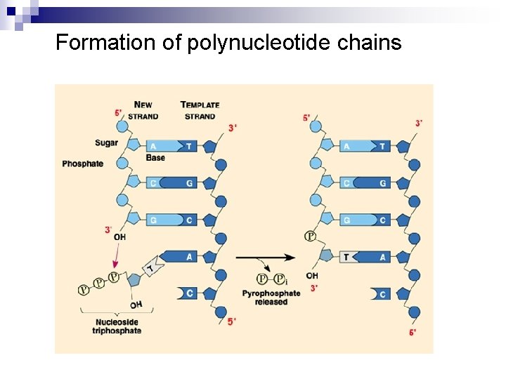 Formation of polynucleotide chains 