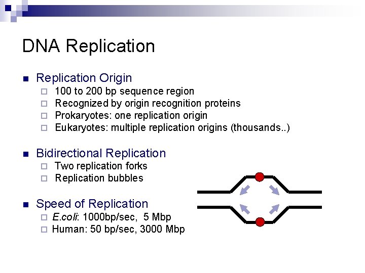 DNA Replication n Replication Origin ¨ ¨ n Bidirectional Replication ¨ ¨ n 100