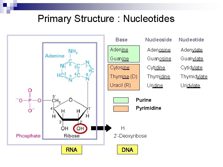 Primary Structure : Nucleotides Base Nucleoside Nucleotide Adenine Adenosine Adenylate Guanine Guanosine Guanylate Cytosine