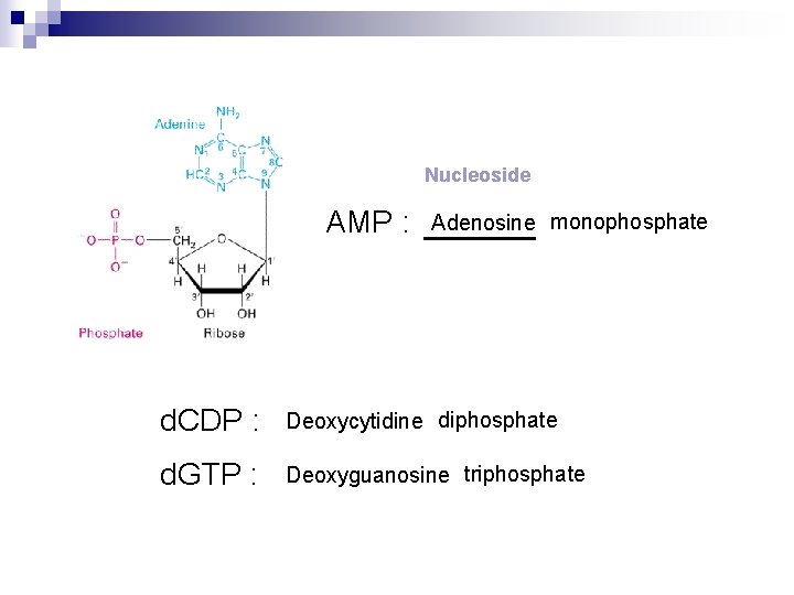 Nucleoside AMP : Adenosine monophosphate d. CDP : Deoxycytidine diphosphate d. GTP : Deoxyguanosine