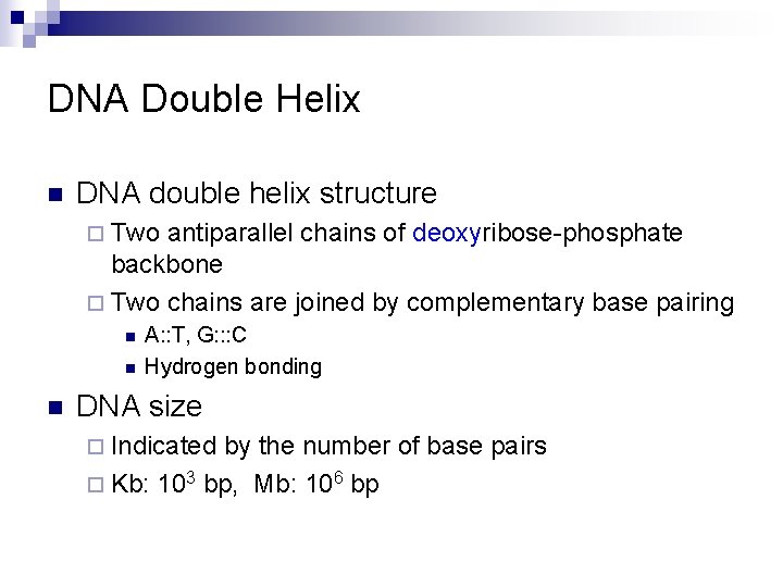 DNA Double Helix n DNA double helix structure ¨ Two antiparallel chains of deoxyribose-phosphate