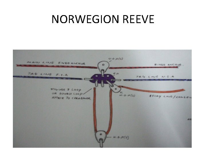 NORWEGION REEVE 