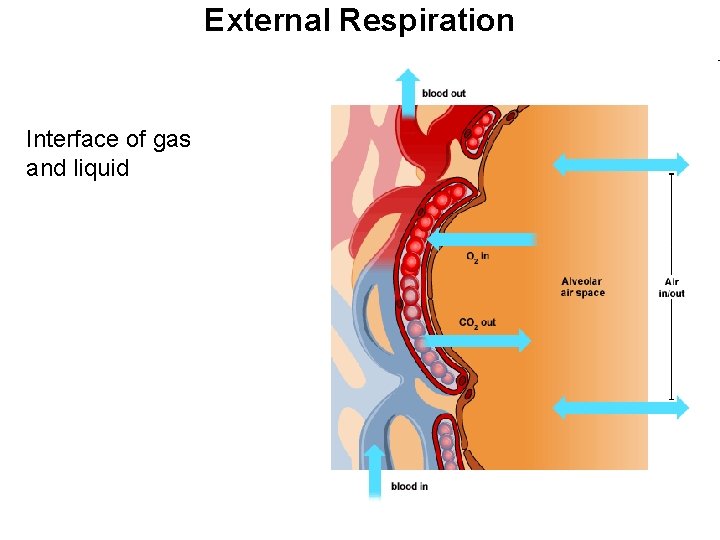 External Respiration Interface of gas and liquid 