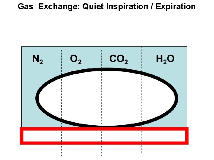 Gas Exchange: Quiet Inspiration / Expiration 