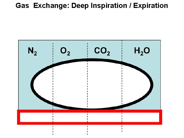 Gas Exchange: Deep Inspiration / Expiration 