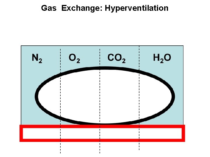 Gas Exchange: Hyperventilation 