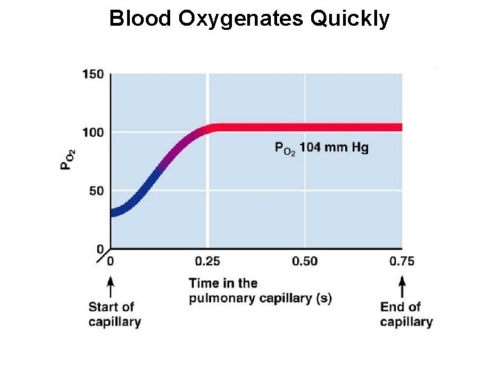 Blood Oxygenates Quickly 