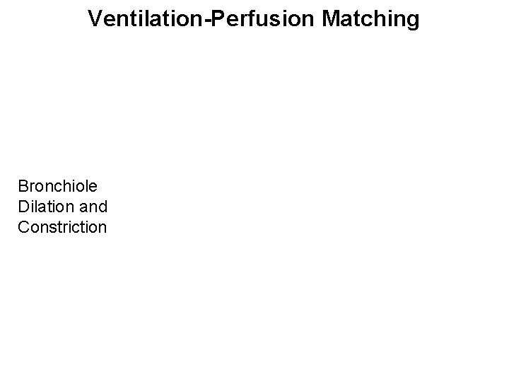 Ventilation-Perfusion Matching Bronchiole Dilation and Constriction 