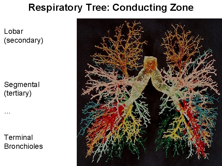 Respiratory Tree: Conducting Zone Lobar (secondary) Segmental (tertiary) … Terminal Bronchioles 