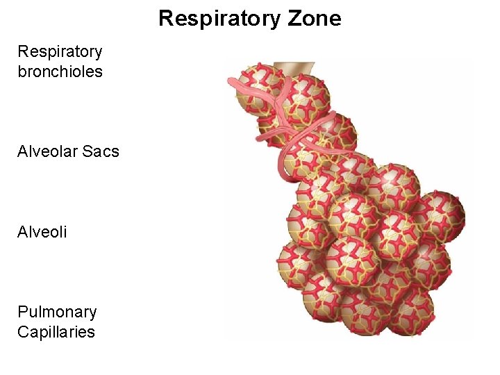 Respiratory Zone Respiratory bronchioles Alveolar Sacs Alveoli Pulmonary Capillaries 