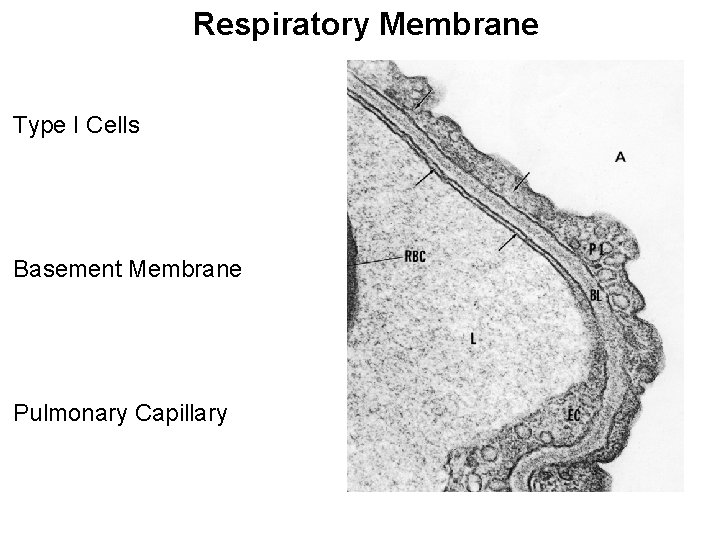 Respiratory Membrane Type I Cells Basement Membrane Pulmonary Capillary 