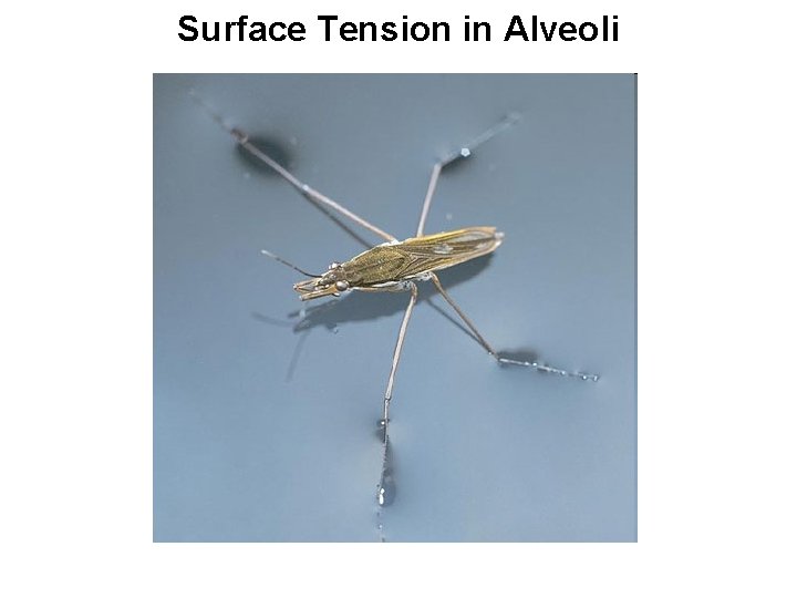 Surface Tension in Alveoli 
