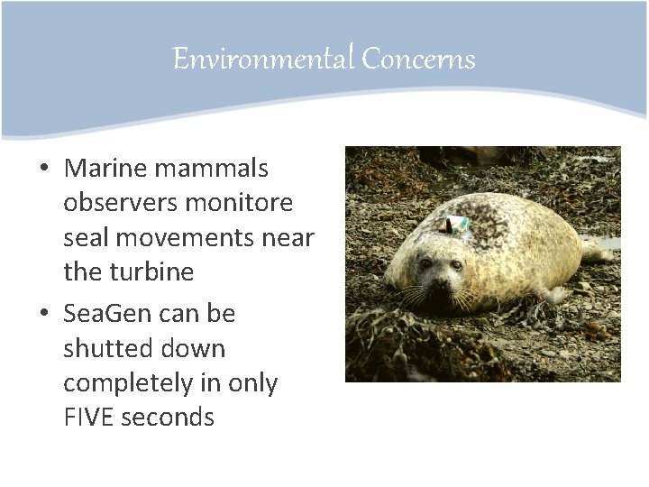 Environmental Concerns • Marine mammals observers monitore seal movements near the turbine • Sea.