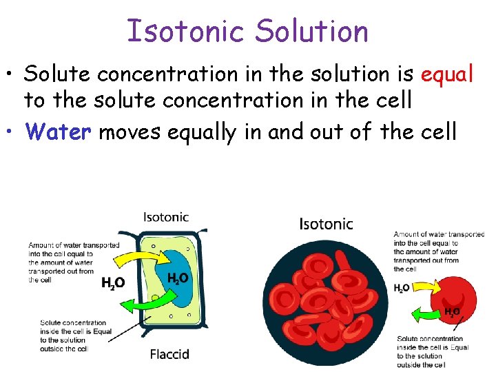 Isotonic Solution • Solute concentration in the solution is equal to the solute concentration